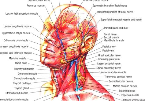 Parts of the throat and neck. Head And Neck Anatomy - Human Anatomy Head