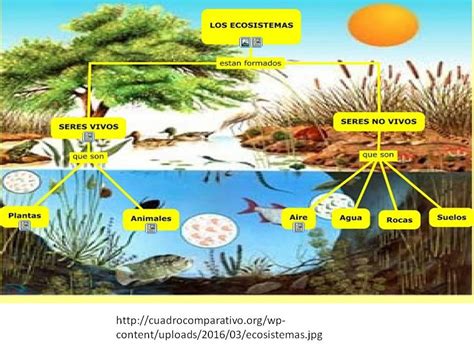 Mi Entorno Un Ecosistema Viviente Ecosistemas