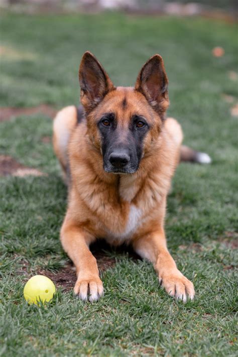 German Shepherds The Complete Guide Ultimate Home Life