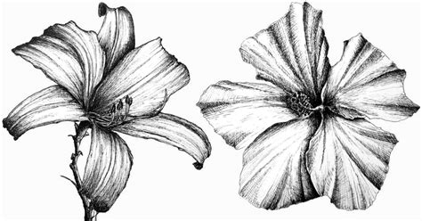 Our hand drawn text divider set comes with 16 beautiful hand drawn designed text dividers in a vintage elegant style. How to Draw ANY Flower with Pen & Ink - Ran Art Blog
