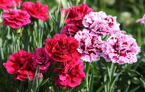 How To Grow Carnation Flowers In Your Home Garden 2022 Masterclass