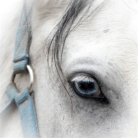 Blue Eye Of A Horse Photograph By Jennifer Mitchell Pixels