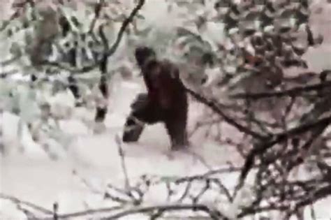 Hitlers Secret Yeti Hunt Nazis ‘thought Bigfoot Was Missing Link To