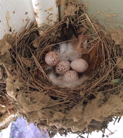 Barn Swallow Nest With Eggs Bird Eggs Barn Swallow Nest