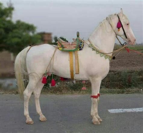 Marawi is a city that is situated on the shore of lake lanao. Marwari | Marwari horses, Rare horses, Indian horses