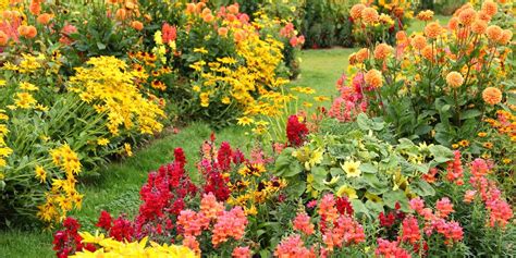 15 Best Fall Flowers And Plants Flowers That Bloom In Autumn