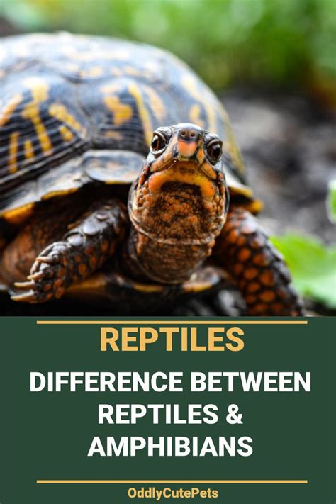 What's The Difference Between Reptiles and Amphibians | Reptiles and
