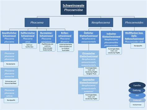 Schweinswale weisen auf dem rücken und den flippern eine dunkelgraue bis schwarze. Schweinswale