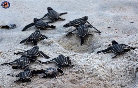 Coming Together To Protect Sea Turtles Wild Without End