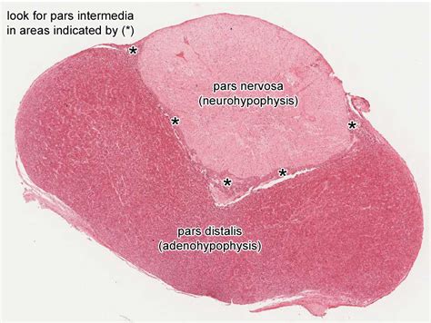 Posterior Pituitary Gland Histology Nerve Fibers