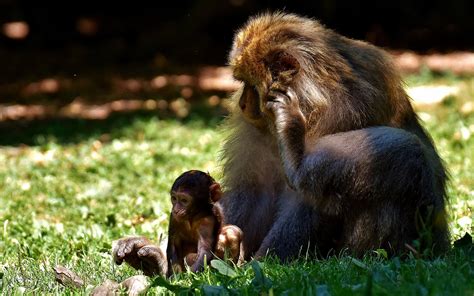 Download Free Photo Of Apebaby Monkeybarbary Apeendangered Species
