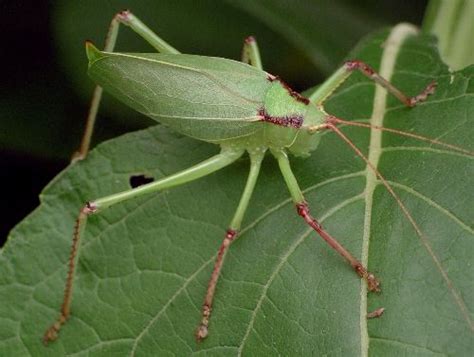What Insect Looks Like A Green Leaf True Katydids Leaf Bug Images