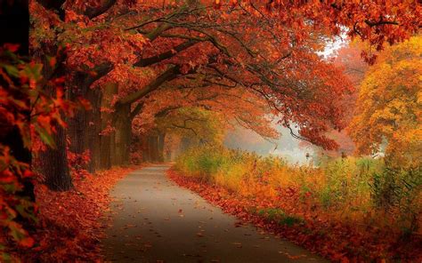 Free Download Autumn Foliage Wallpaper 10230 1920x1080 For Your