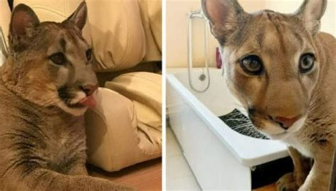 The Rescued Cougar Could Not Return To Her Native Environment So She