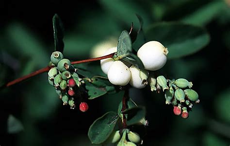 Snowberry Shrub Symphoricarpos Albus Seeds Fast Hardy Ornamental