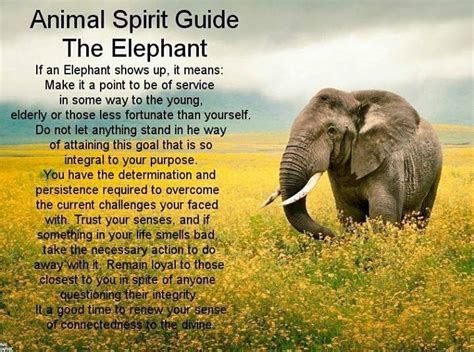 Elllllllie Phannnnt Elephant Spirit Animal Spirit Animal Spirit