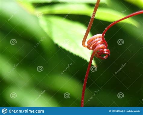 Bright Red Grape Vine Tendril Spiral Stock Image Image Of Growth