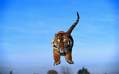 Animals Predator Tiger Blue Sky Jumping Tiger Tiger In The Jump Hd