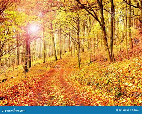 Fall Season Sun Through Trees On Path In Golden Forest Stock Image