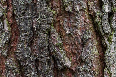 19887 Oak Tree Close Up Photos Free And Royalty Free Stock Photos From