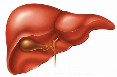 Liver Cancer Curable Health Bile Duct