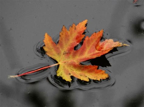 Floating Leaf 1 Photograph By Brenda Conrad