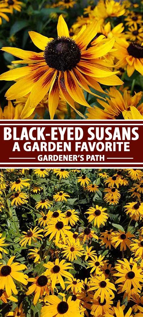 How To Grow Black Eyed Susan Flowers Rudbeckia Hirta