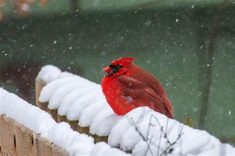 Northern Cardinal In The Snow Rbirding