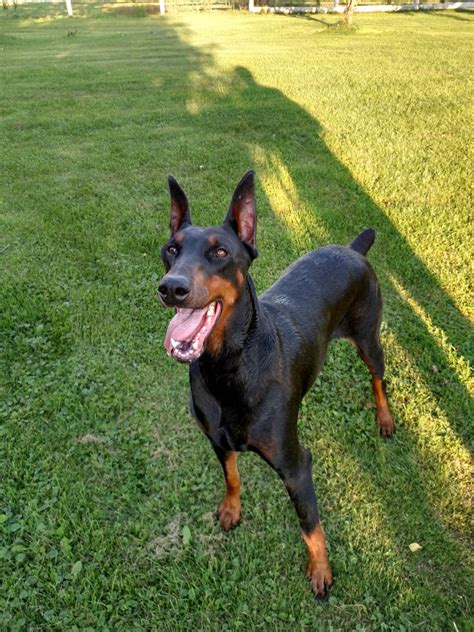 It's free to post an ad. Doberman Pinscher Puppies For Sale | Deerbrook, WI #186171