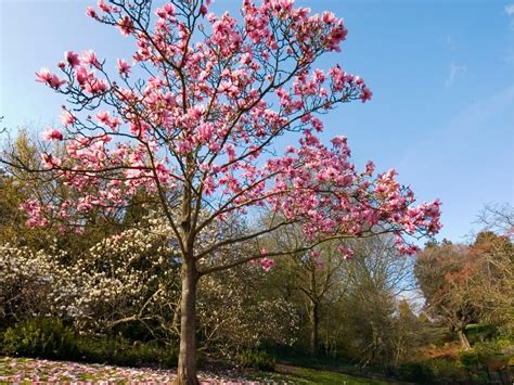 Plant Of The Month Magnolias Gardeners 4 All Seasons