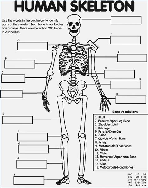 Kids will learn about the heart, lungs, liver, stomach, intestines, muscles, bones, and more. Free Printable Skeleton Coloring Pages For Kids | Human ...