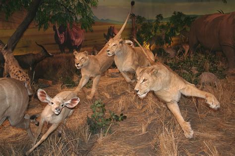 African Lion Hunting Antelope