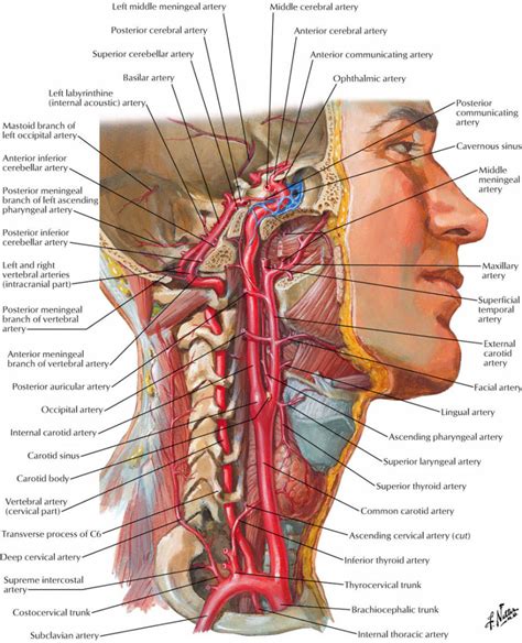 The anatomy of the head and neck of the human body, including the bones, muscles, blood vessels, nerves, glands, nose, mouth, and throat. Human Neck Blood Supplement Anatomy In Detail