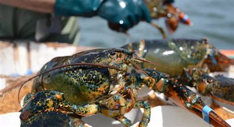 Nova Scotias Big Lobster Season Opens With Solid Prices Undercurrent