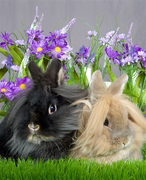 Check spelling or type a new query. Rabbit Colors - The Range Of Bunny Colors And Have They ...