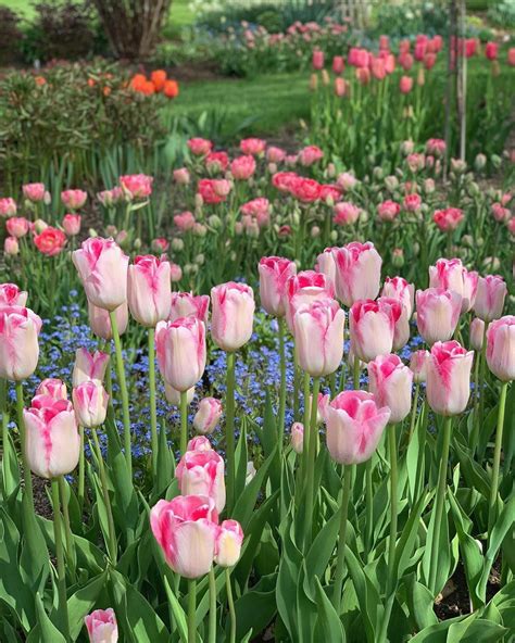 White Flower Farm On Instagram “tulip Season Is Here And Not A Moment