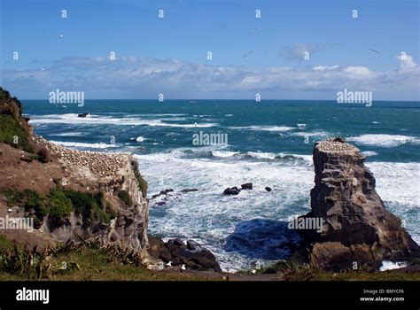 Gannet Colony At Muriwai Beach Auckland New Zealand Stock Photo Alamy