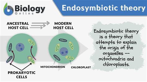 Endosymbiotic Theory Definition And Examples Biology Online Dictionary