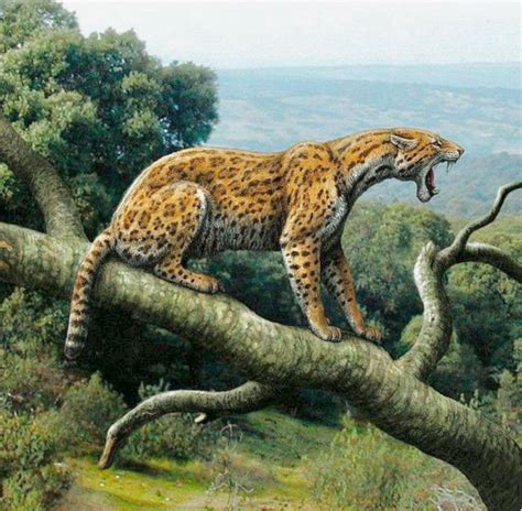 Extinct Promegantereon Was A Prehistoric Sabertooth Cat That Lived In