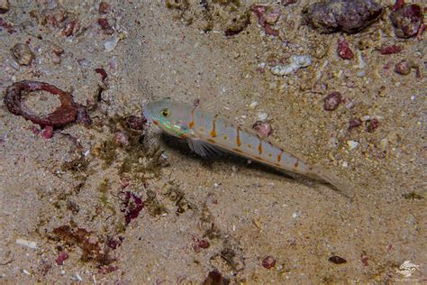 Orange Spotted Sleeper Goby Facts And Photographs Seaunseen