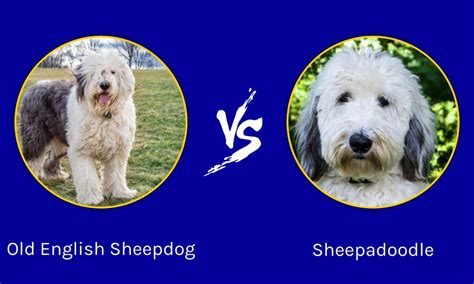 Old English Sheepdog Vs Sheepadoodle What Are The Differences A Z