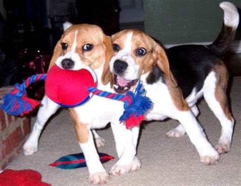 Beagle Puppies Massachusetts | PETSIDI