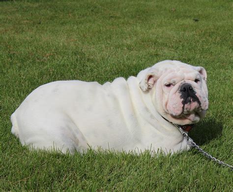 Adult English And French Bulldogs Huskerland Bulldogs Akc Registered