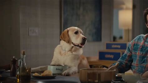 Vase Bailey Is The Talking Dog In The Chewy Commercial Auralcrave