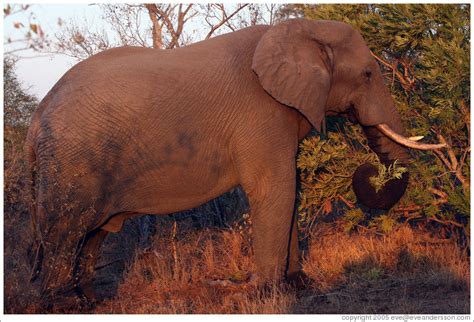 Male Elephant Species African Elephant Loxodonta Africana Photo