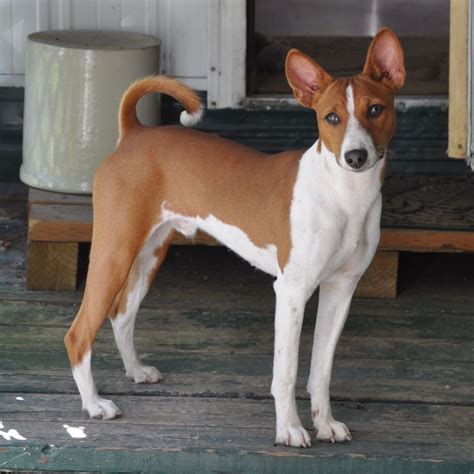 15 Things Only Basenji Owners Would Understand Page 2 Of 3 Petpress