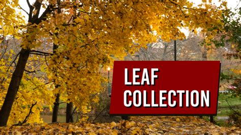 City Sets Leaf Collection Dates Y City News