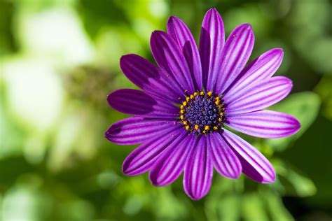 Download Purple Flower Nature Daisy Close Up Flower African Daisy Hd