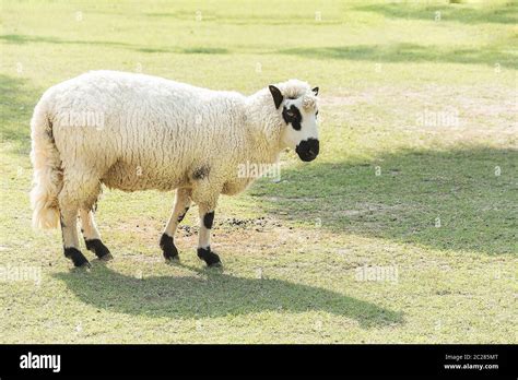 Kerry Hill Sheep Hi Res Stock Photography And Images Alamy