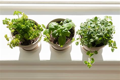 How To Grow Herbs Indoors On A Sunny Windowsill